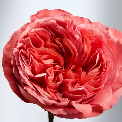 British Rose Body Butter